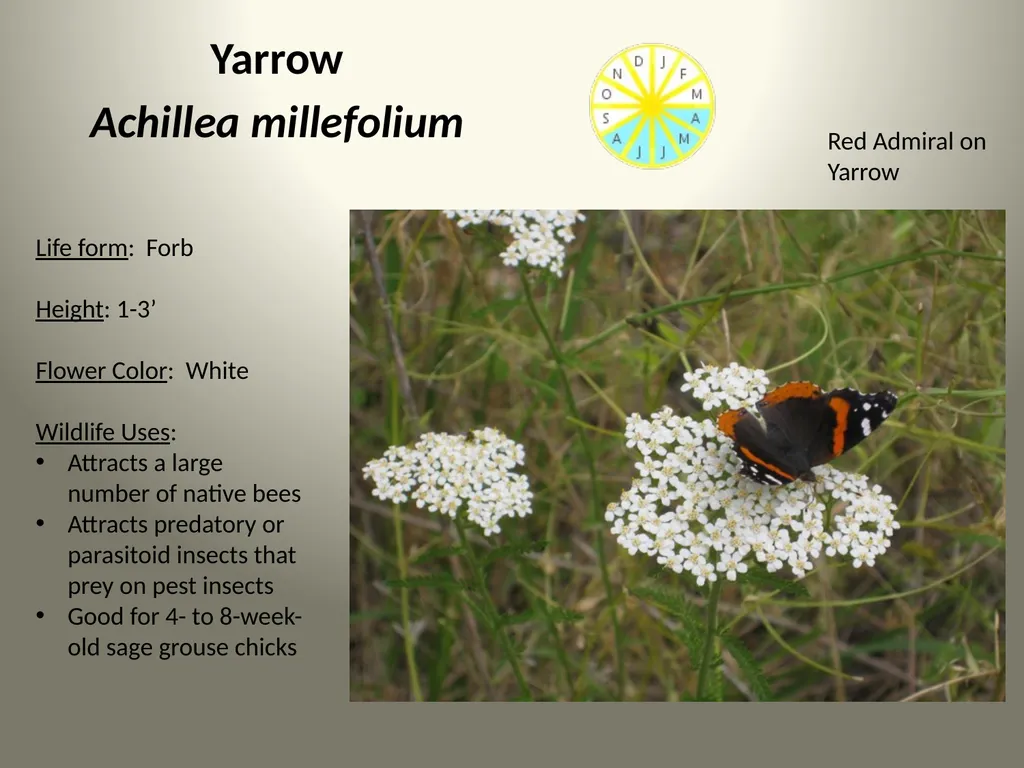 Native Plants of the Sagebrush Ecosystem Shrubs - slide 13 of 21