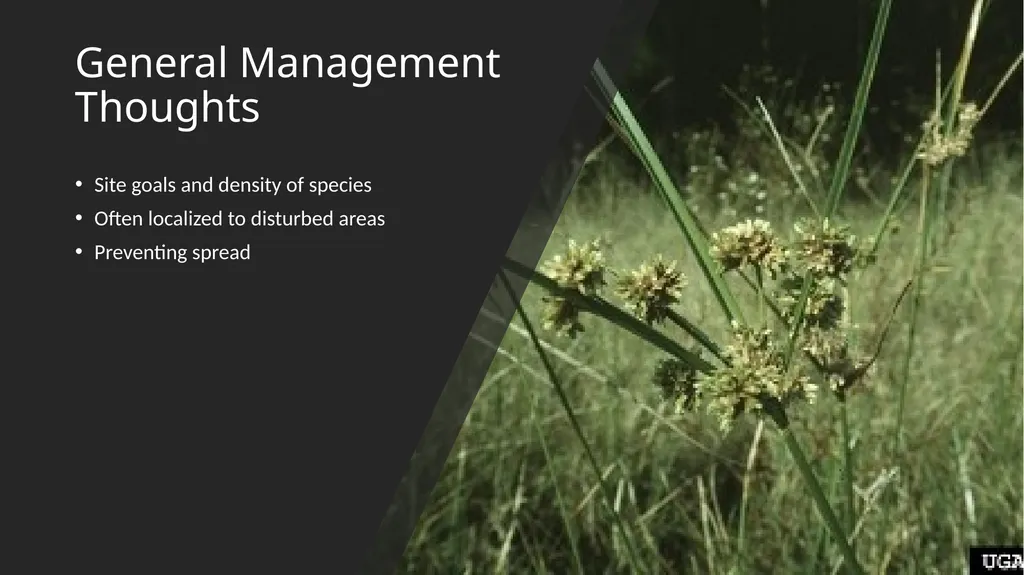 Deep-rooted Sedge Cyperus entrerianus Genus- - slide 4 of 4