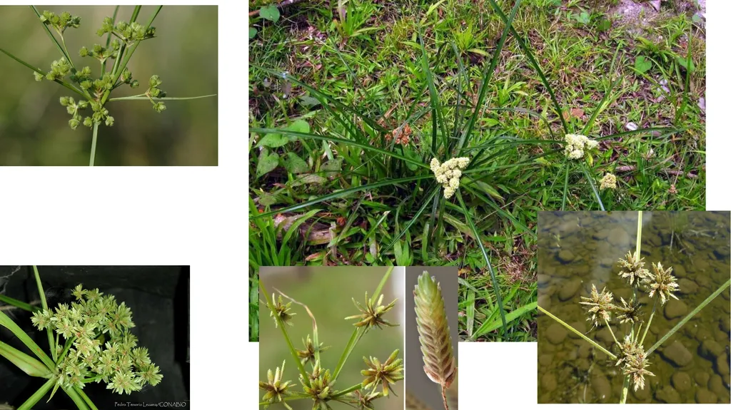 Deep-rooted Sedge Cyperus entrerianus Genus- - slide 2 of 4