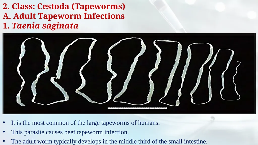 Lecture 5 Helminths-Cestodes Medical Parasitology - slide 2 of 27