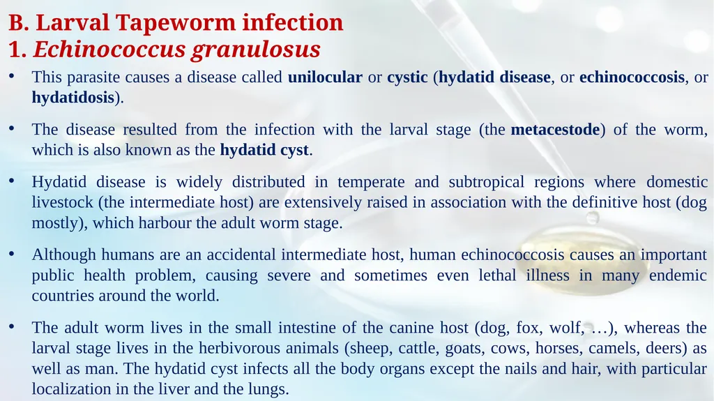 Lecture 5 Helminths-Cestodes Medical Parasitology - slide 18 of 27