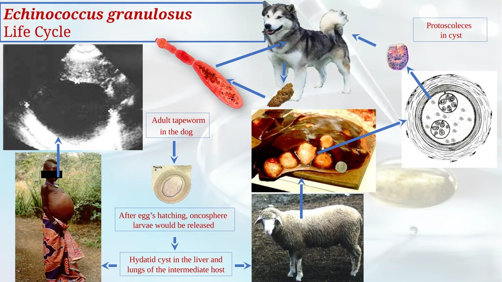 Lecture 5 Helminths-Cestodes Medical Parasitology - slide 20 of 27