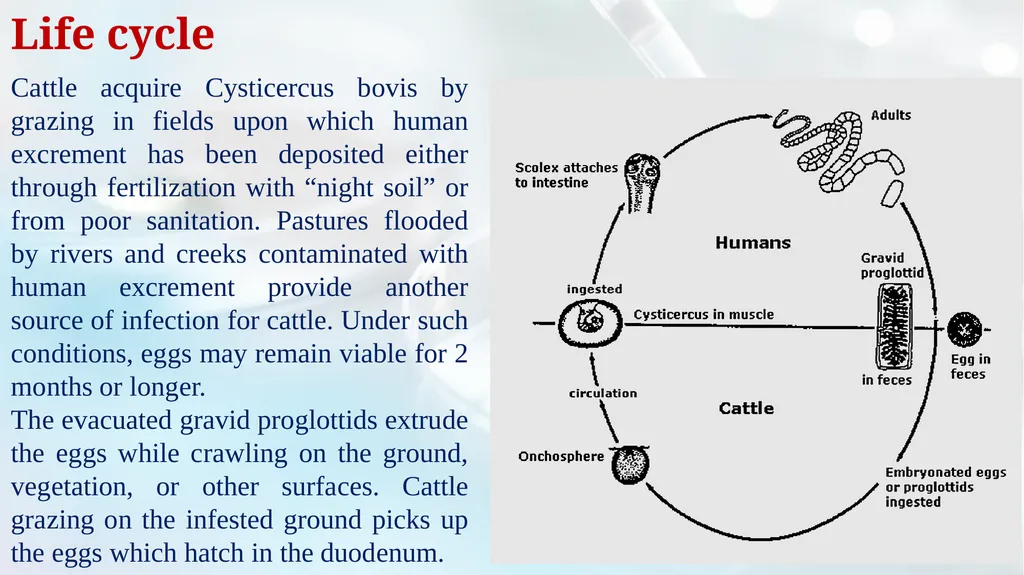 Lecture 5 Helminths-Cestodes Medical Parasitology - slide 5 of 27