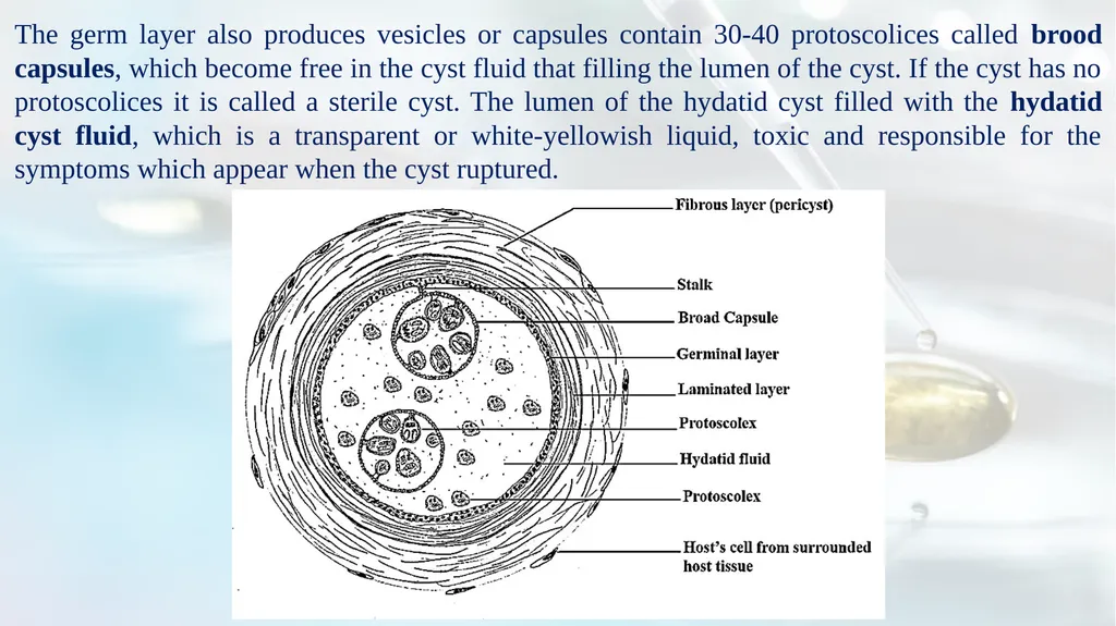 Lecture 5 Helminths-Cestodes Medical Parasitology - slide 21 of 27
