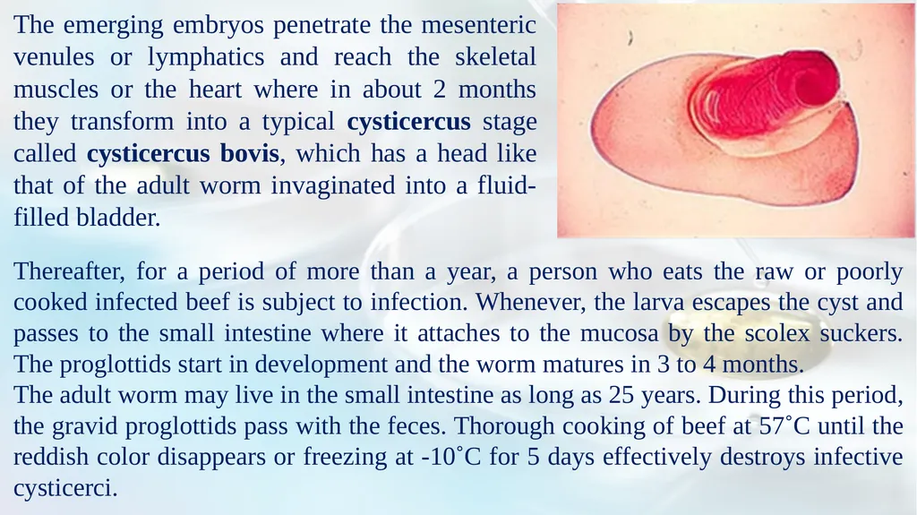 Lecture 5 Helminths-Cestodes Medical Parasitology - slide 6 of 27