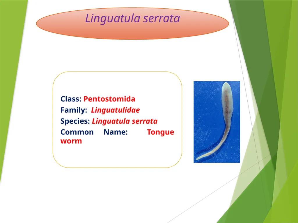 Image source: Google image Linguatula serrata Mk- - slide 2 of 11