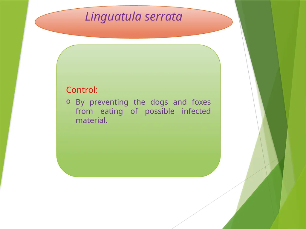 Image source: Google image Linguatula serrata Mk- - slide 10 of 11
