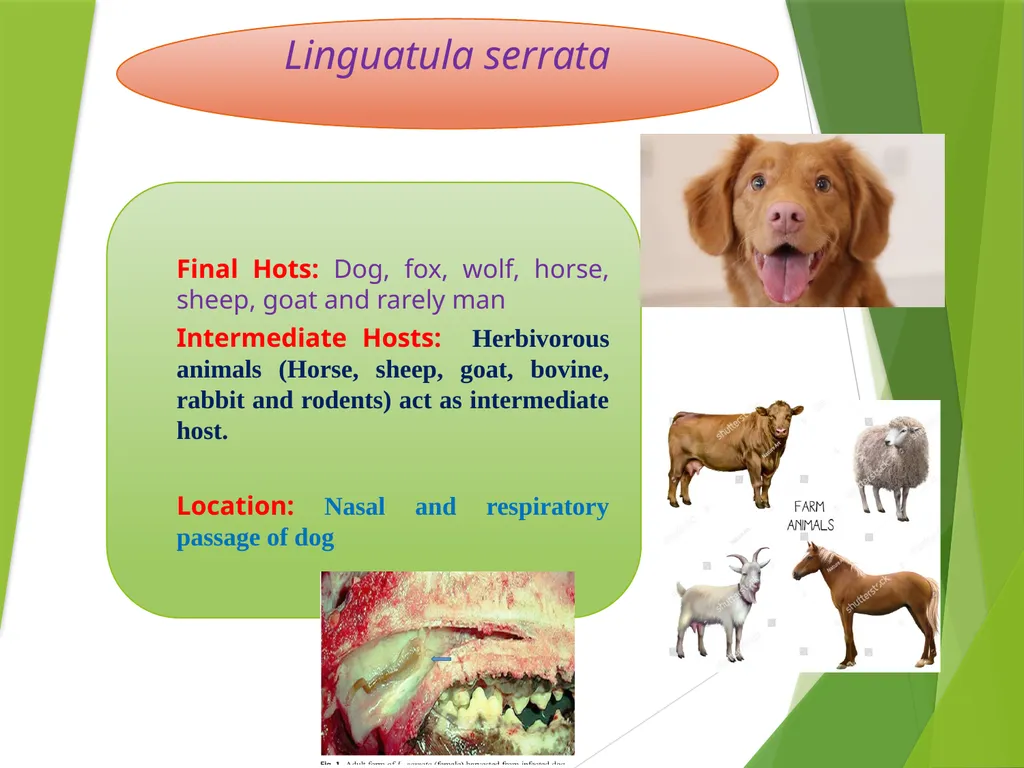 Image source: Google image Linguatula serrata Mk- - slide 4 of 11