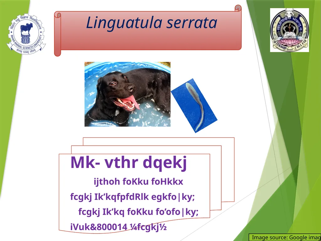 Image source: Google image Linguatula serrata Mk- - slide 1 of 11