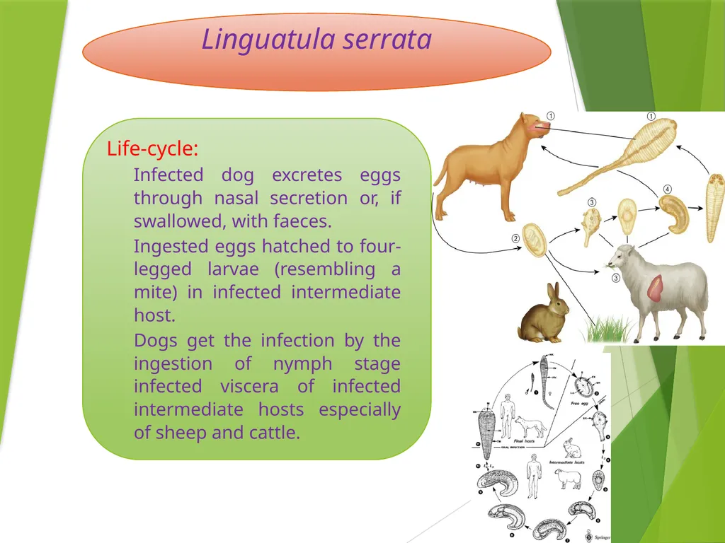 Image source: Google image Linguatula serrata Mk- - slide 5 of 11
