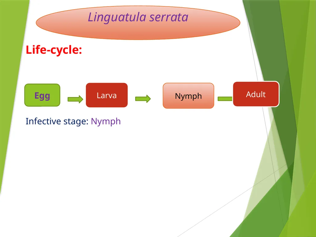 Image source: Google image Linguatula serrata Mk- - slide 6 of 11