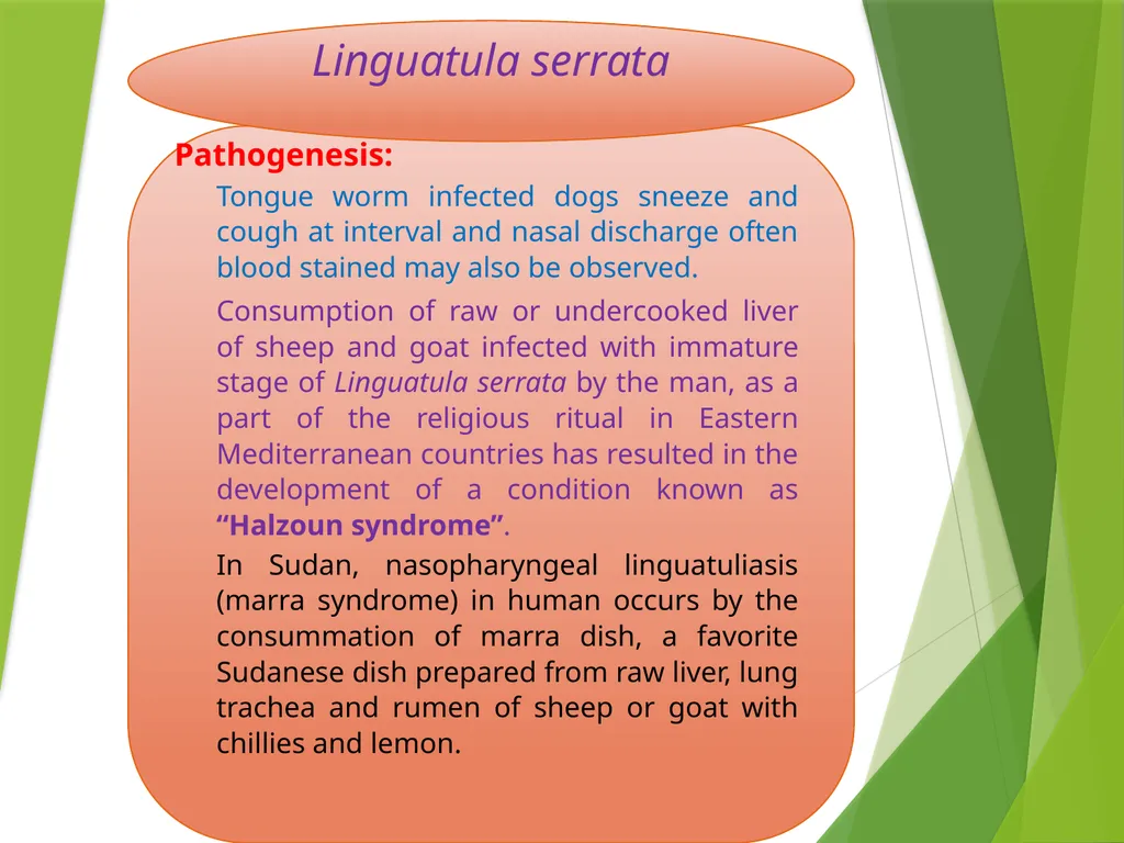 Image source: Google image Linguatula serrata Mk- - slide 7 of 11
