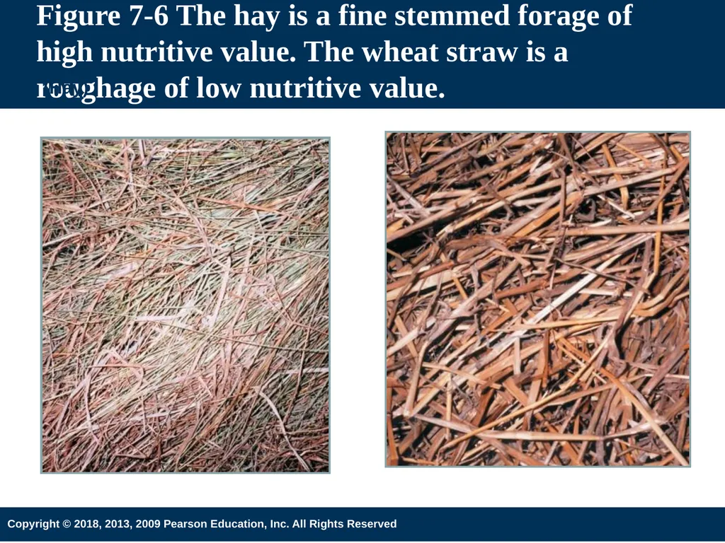Introduction to Animal Science 6th Edition Chapter - slide 31 of 33