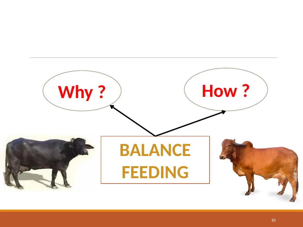 College of Veterinary Science & Animal Husbandry - slide 10 of 58