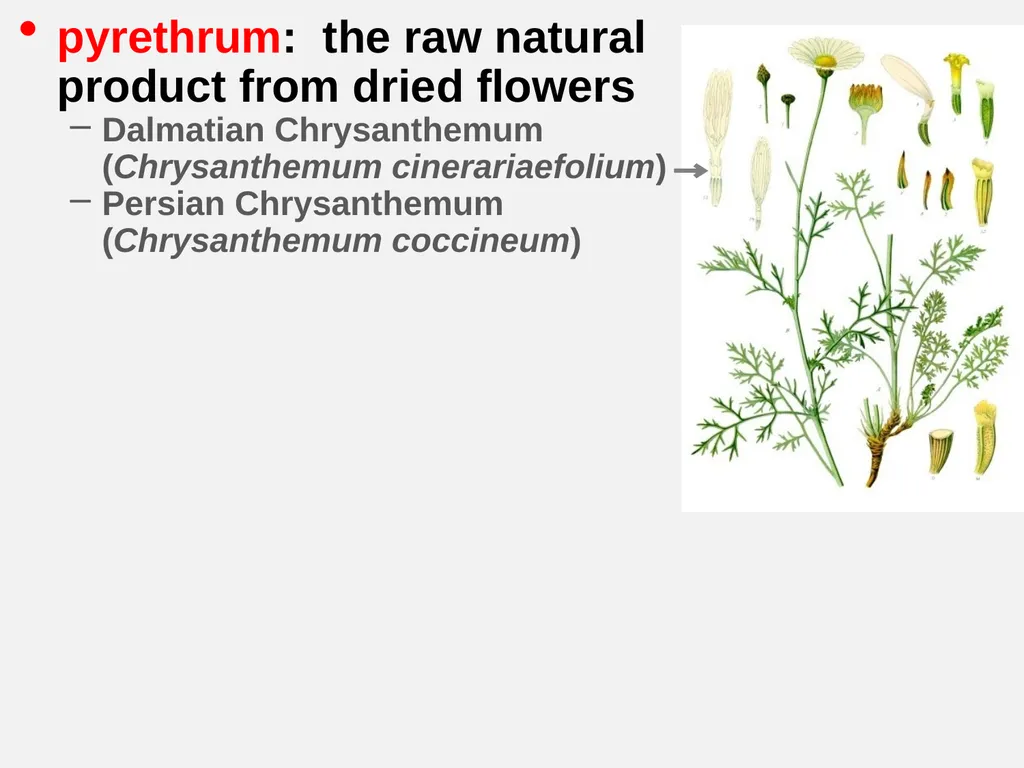 Pyrethrum, Pyrethrins, Pyrethroids?? Celeste Welty - slide 3 of 10