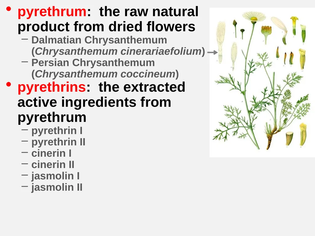 Pyrethrum, Pyrethrins, Pyrethroids?? Celeste Welty - slide 4 of 10