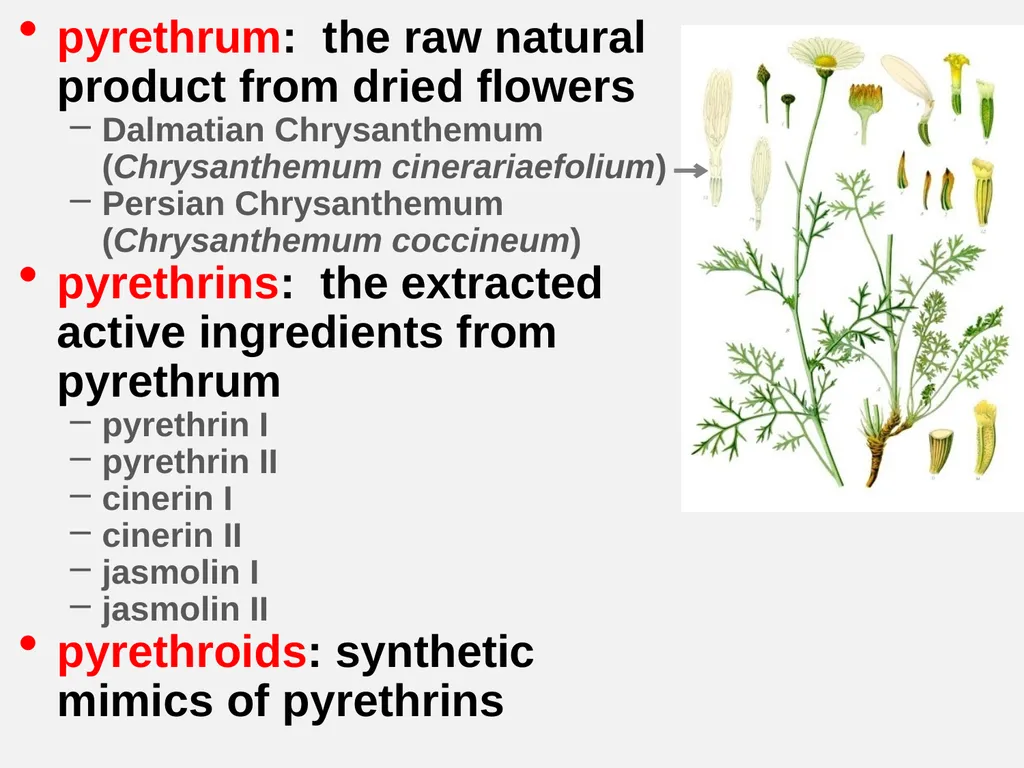 Pyrethrum, Pyrethrins, Pyrethroids?? Celeste Welty - slide 5 of 10