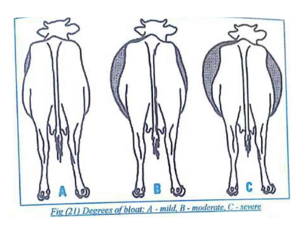 BLOAT Dr. Anil Kumar 4th Professional (VCP-II) - slide 5 of 8