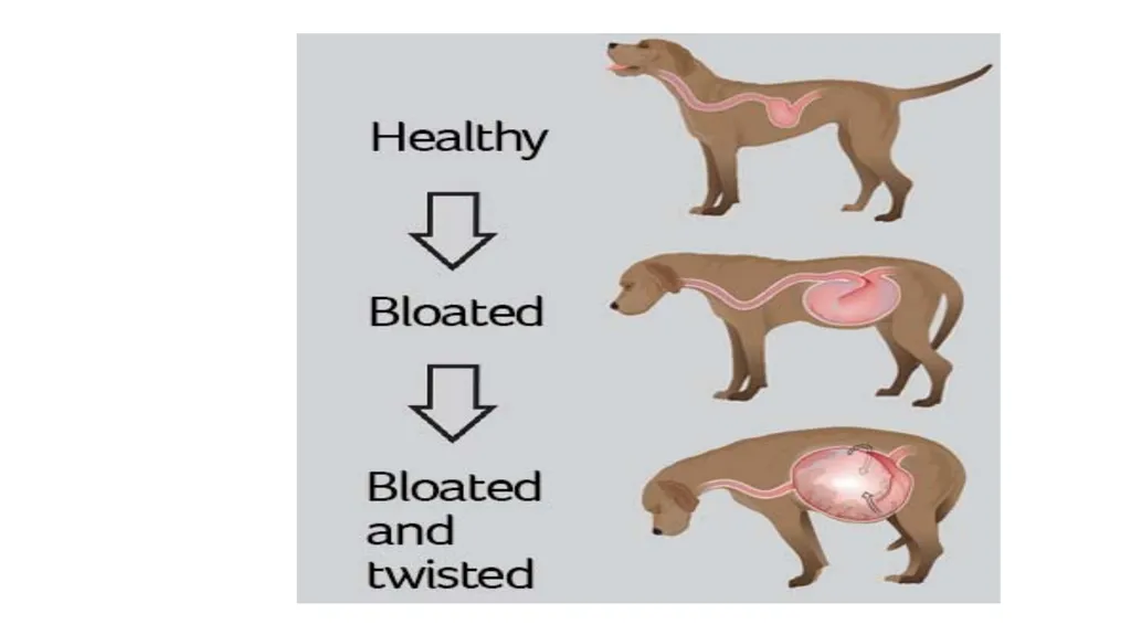GASTRIC DILATATION IN CANINES Dr Mithilesh Kumar - slide 12 of 27