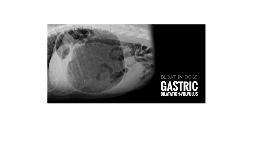 GASTRIC DILATATION IN CANINES Dr Mithilesh Kumar - slide 13 of 27