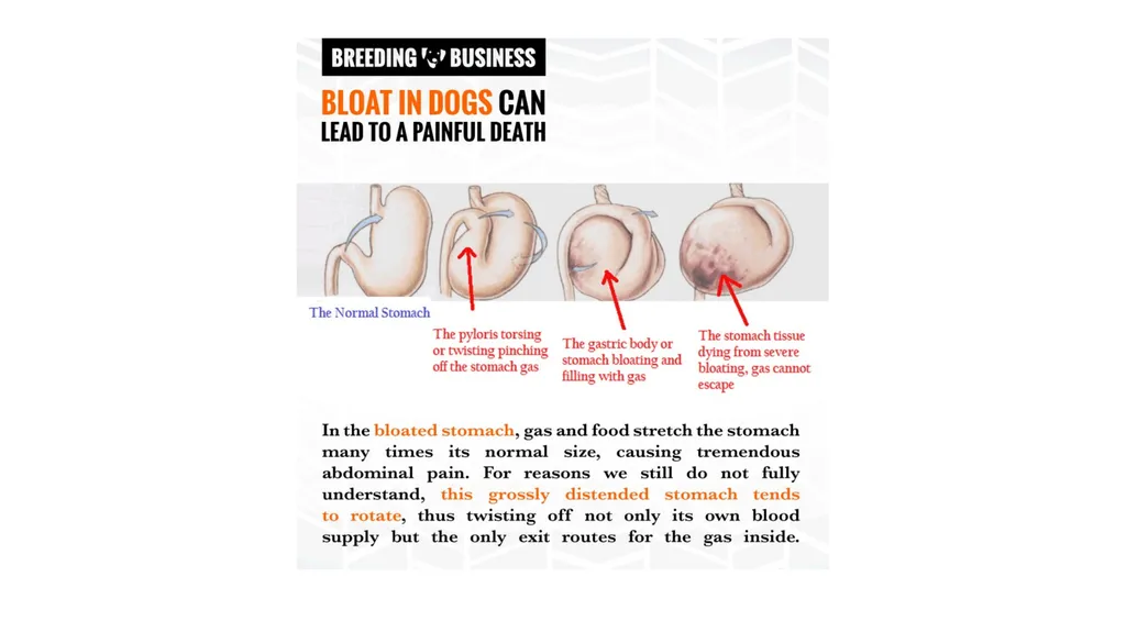 GASTRIC DILATATION IN CANINES Dr Mithilesh Kumar - slide 14 of 27