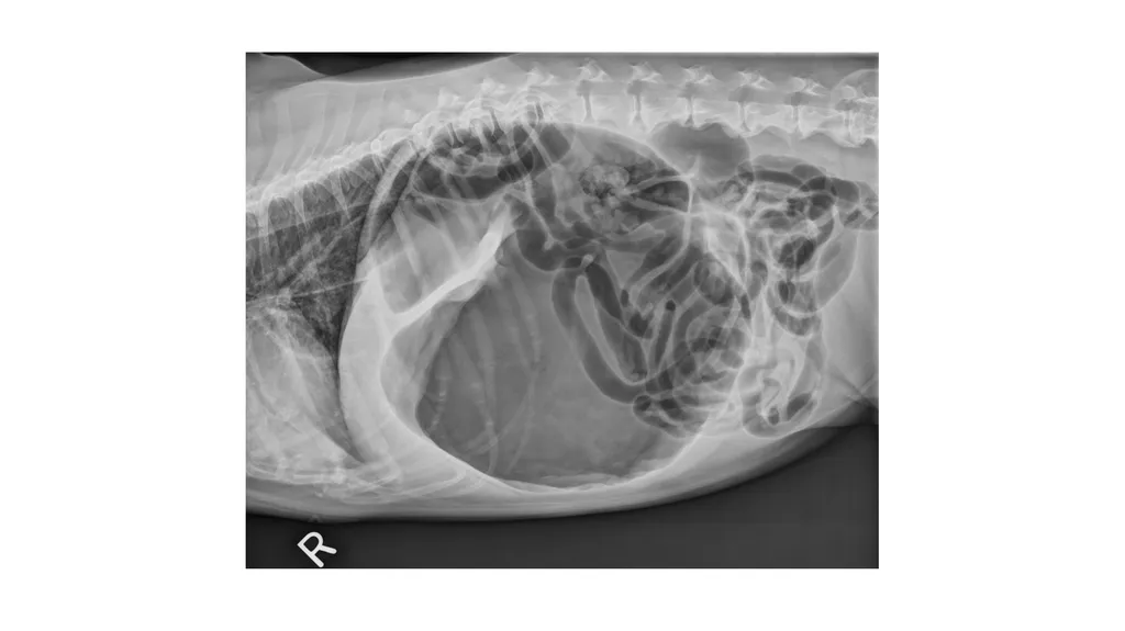 GASTRIC DILATATION IN CANINES Dr Mithilesh Kumar - slide 15 of 27