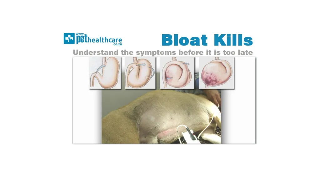 GASTRIC DILATATION IN CANINES Dr Mithilesh Kumar - slide 16 of 27