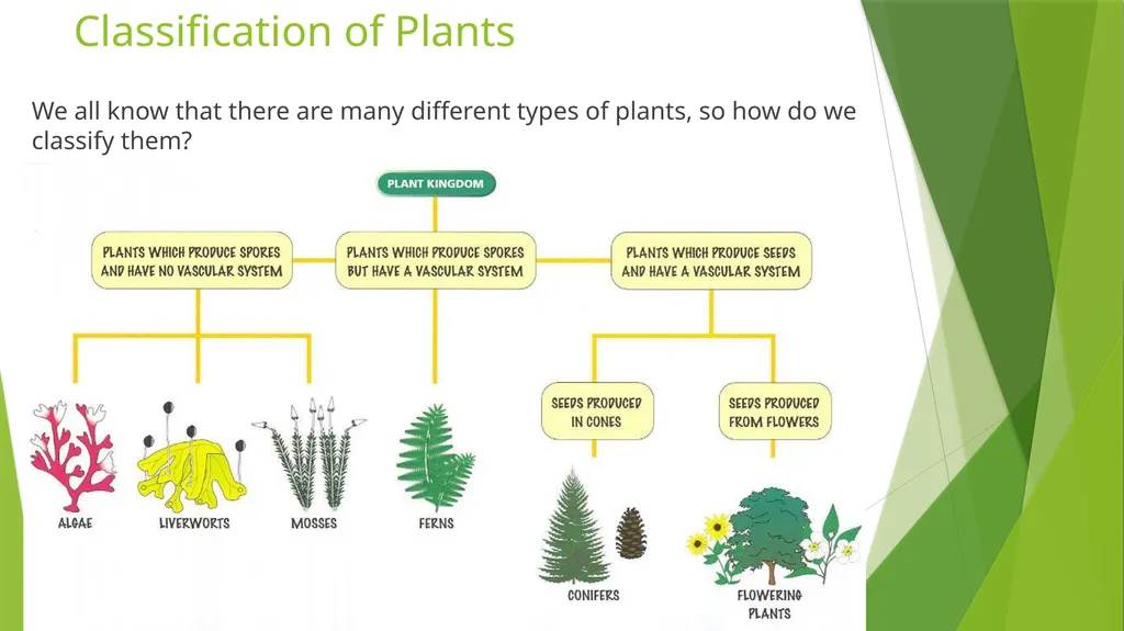 The Role of Plant Biology in Agribusiness. Level 2 - slide 7 of 83
