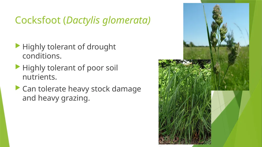 The Role of Plant Biology in Agribusiness. Level 2 - slide 27 of 83