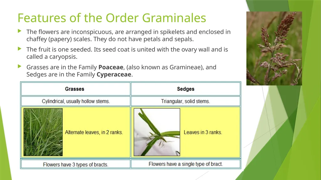 The Role of Plant Biology in Agribusiness. Level 2 - slide 11 of 83