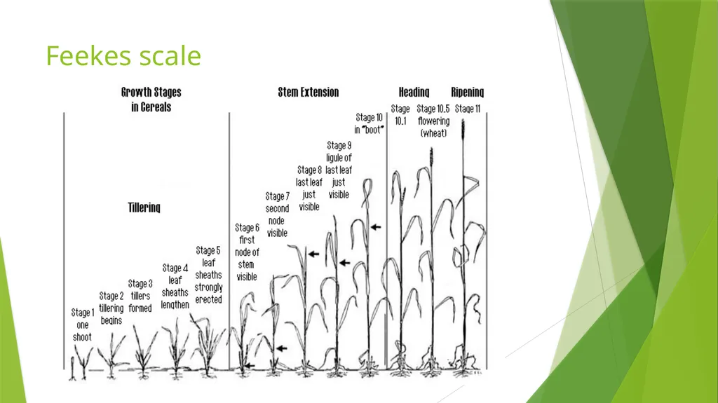 The Role of Plant Biology in Agribusiness. Level 2 - slide 82 of 83