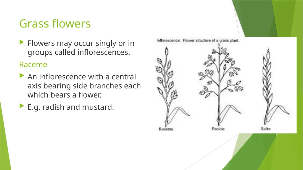 The Role of Plant Biology in Agribusiness. Level 2 - slide 73 of 83