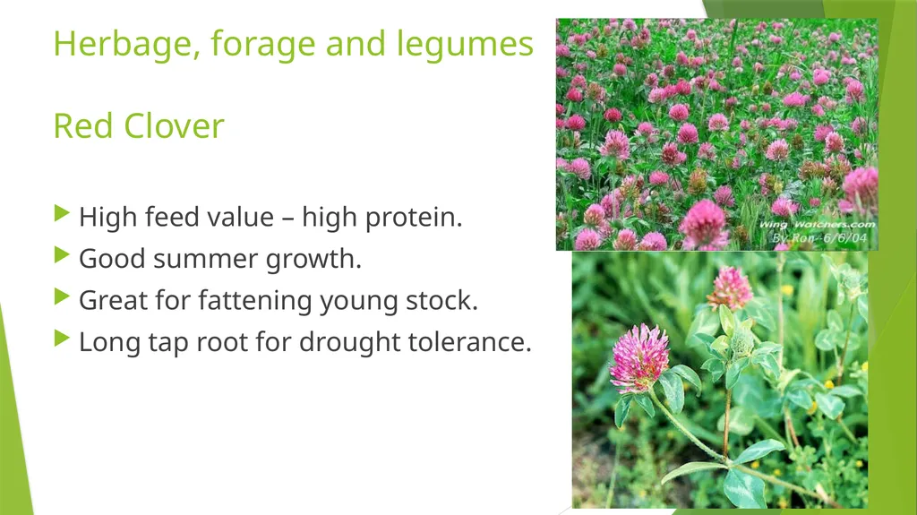 The Role of Plant Biology in Agribusiness. Level 2 - slide 29 of 83