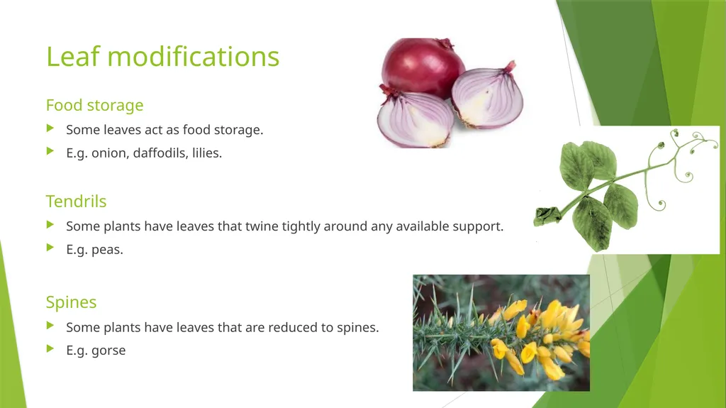 The Role of Plant Biology in Agribusiness. Level 2 - slide 71 of 83