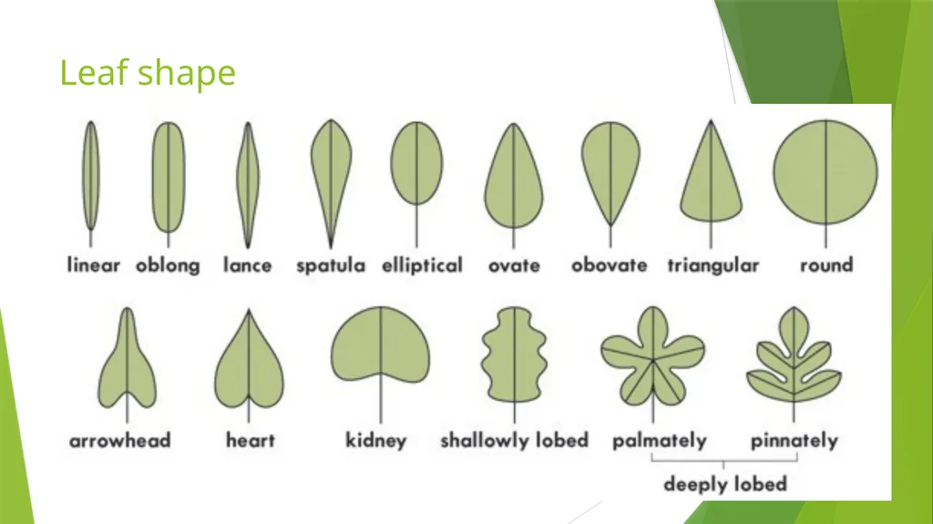 The Role of Plant Biology in Agribusiness. Level 2 - slide 70 of 83
