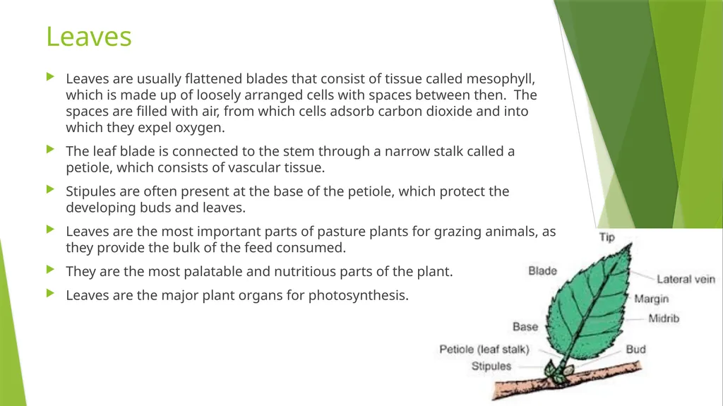 The Role of Plant Biology in Agribusiness. Level 2 - slide 69 of 83