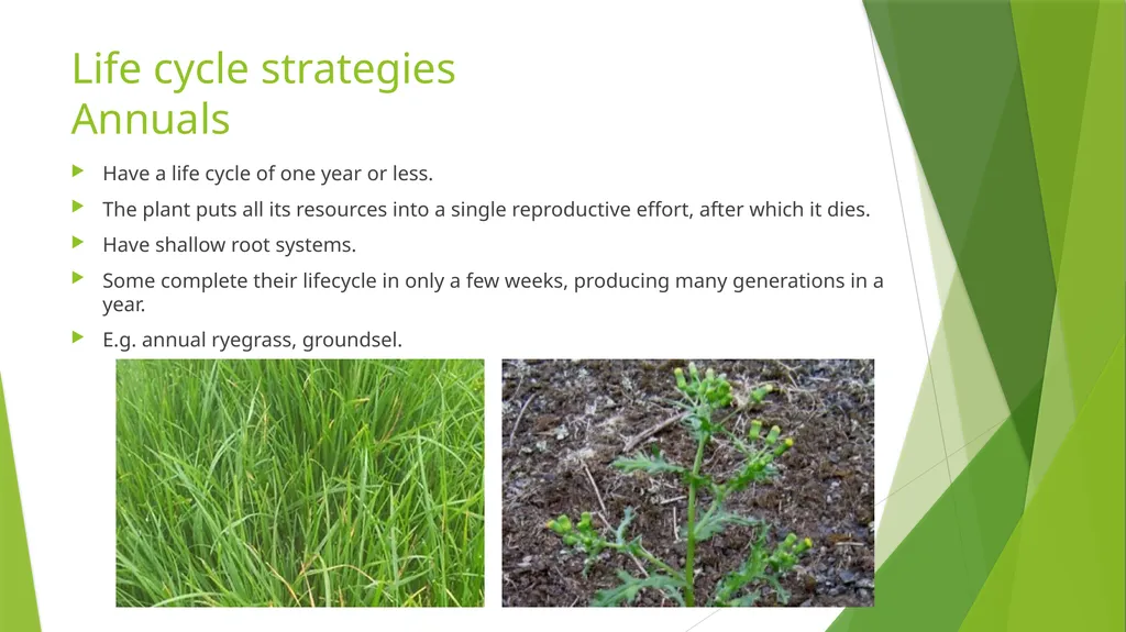 The Role of Plant Biology in Agribusiness. Level 2 - slide 37 of 83