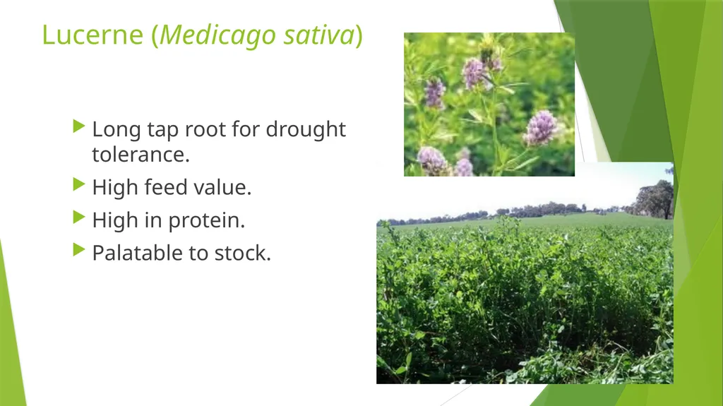 The Role of Plant Biology in Agribusiness. Level 2 - slide 31 of 83