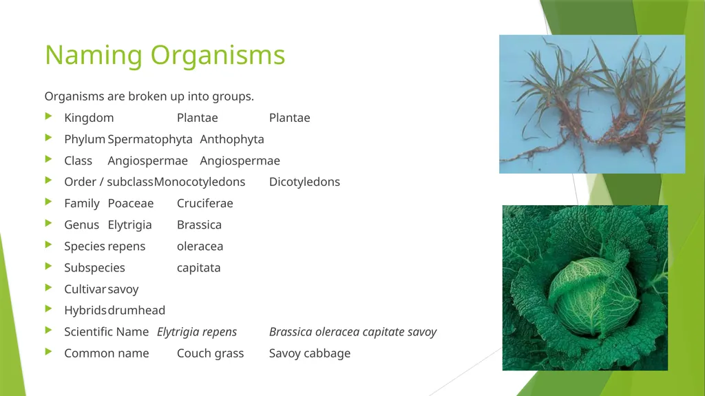 The Role of Plant Biology in Agribusiness. Level 2 - slide 4 of 83
