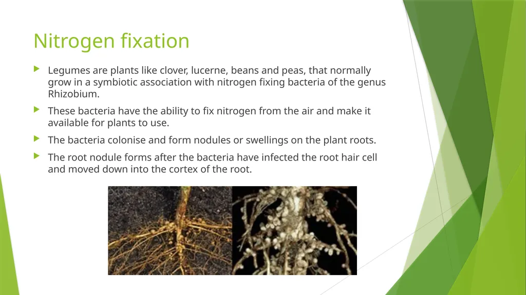 The Role of Plant Biology in Agribusiness. Level 2 - slide 62 of 83