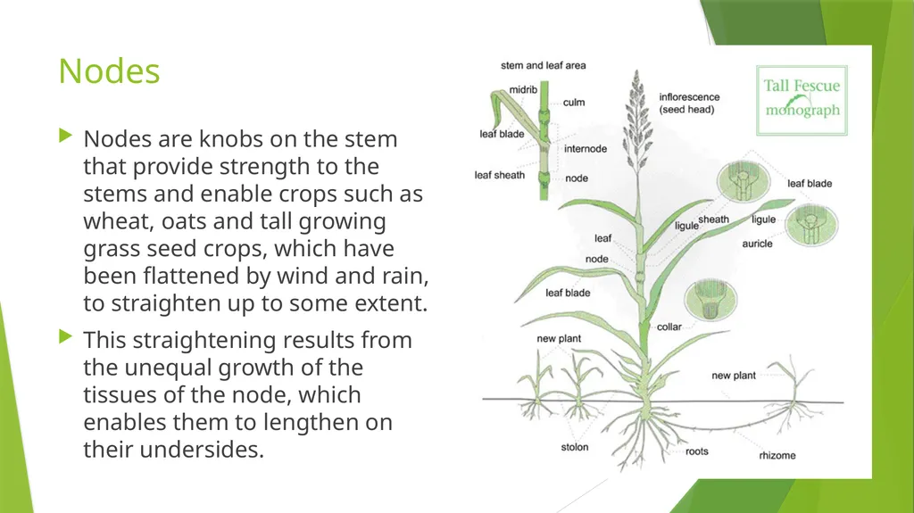 The Role of Plant Biology in Agribusiness. Level 2 - slide 65 of 83