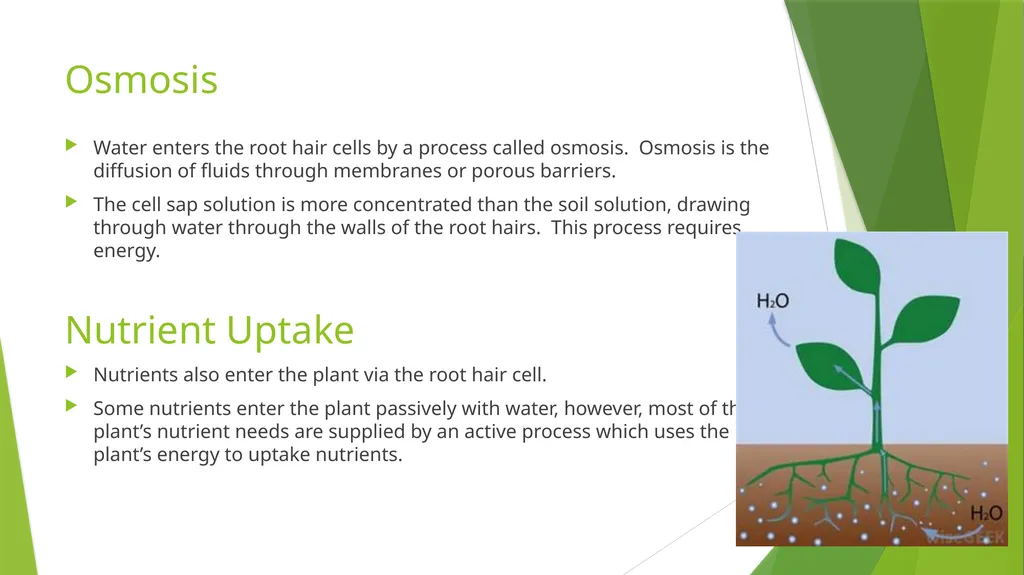 The Role of Plant Biology in Agribusiness. Level 2 - slide 60 of 83