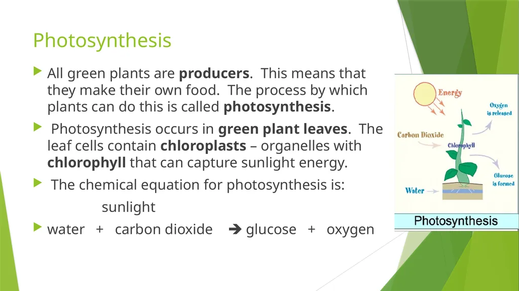 The Role of Plant Biology in Agribusiness. Level 2 - slide 42 of 83