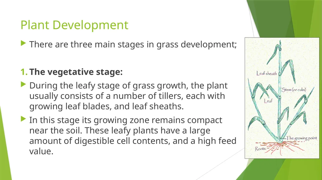 The Role of Plant Biology in Agribusiness. Level 2 - slide 78 of 83