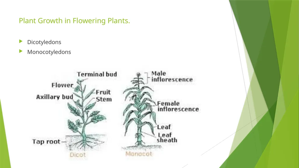 The Role of Plant Biology in Agribusiness. Level 2 - slide 12 of 83