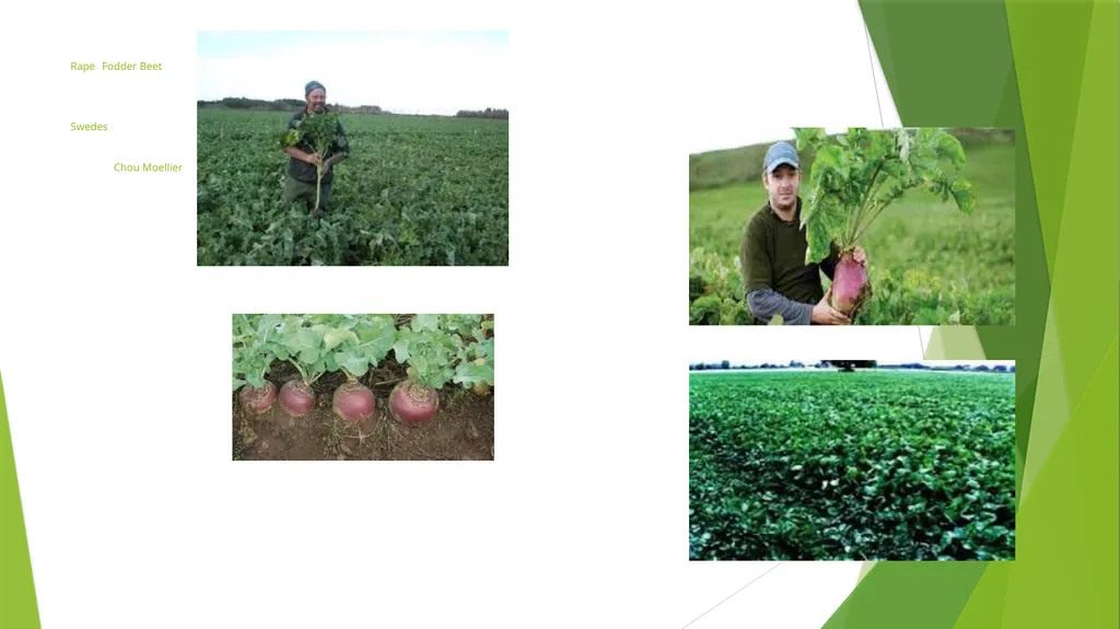 The Role of Plant Biology in Agribusiness. Level 2 - slide 33 of 83