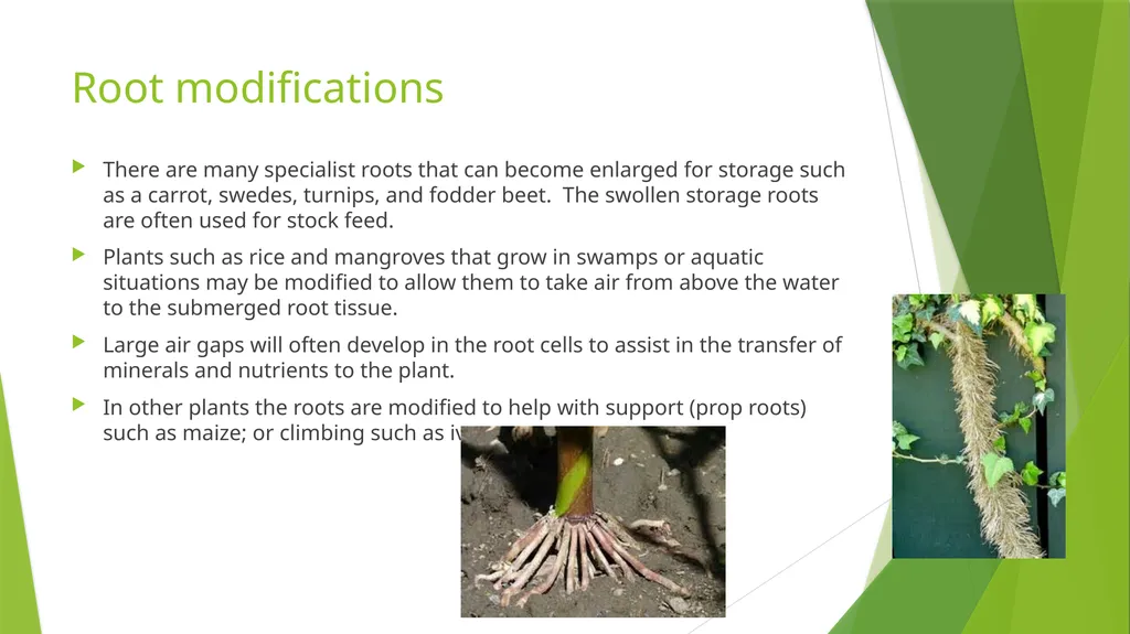The Role of Plant Biology in Agribusiness. Level 2 - slide 61 of 83