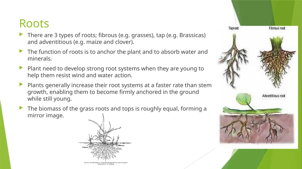 The Role of Plant Biology in Agribusiness. Level 2 - slide 58 of 83