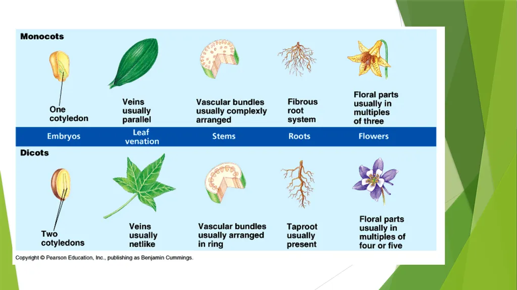The Role of Plant Biology in Agribusiness. Level 2 - slide 10 of 83
