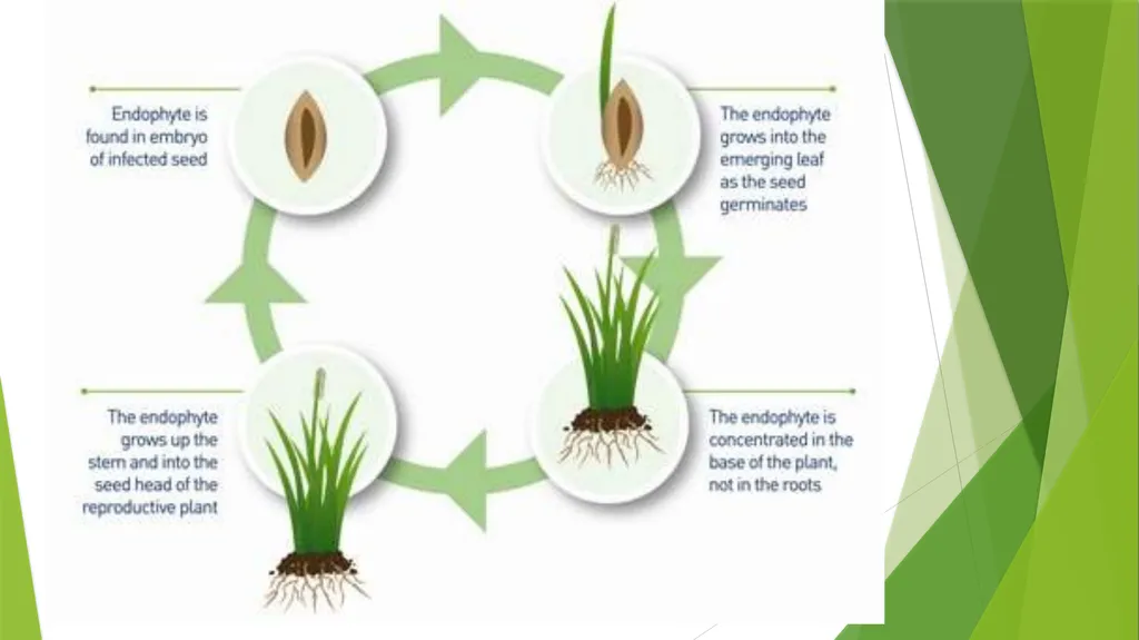 The Role of Plant Biology in Agribusiness. Level 2 - slide 50 of 83